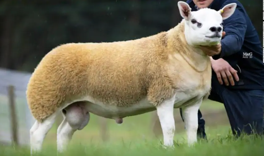  Un mouton vendu à un prix exorbitant de 374000 $